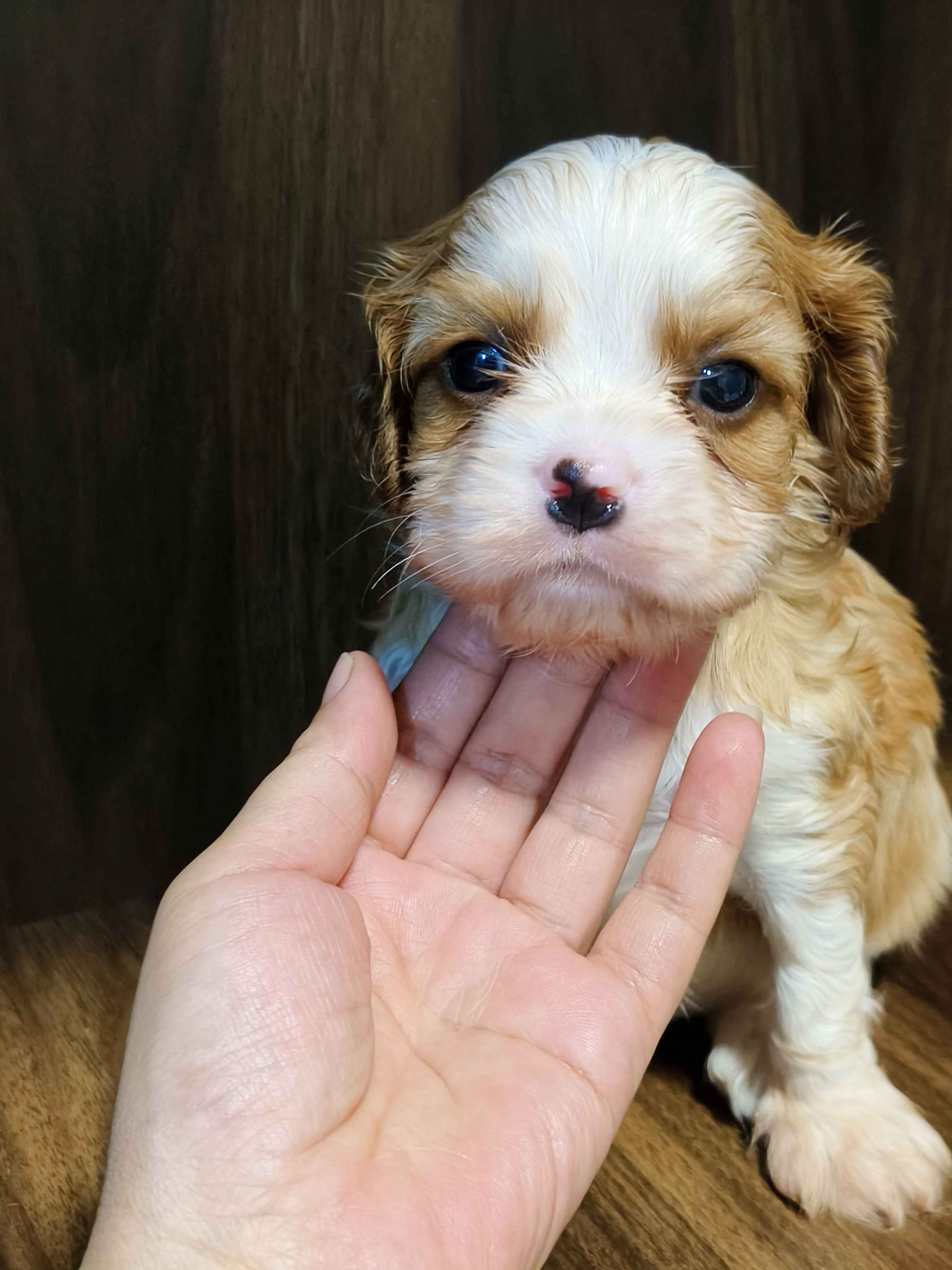 骑士查理王小猎犬，三只公崽，疫苗两针
